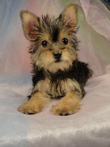 Female snorkie Puppy for sale #9 Born February 15, 2012